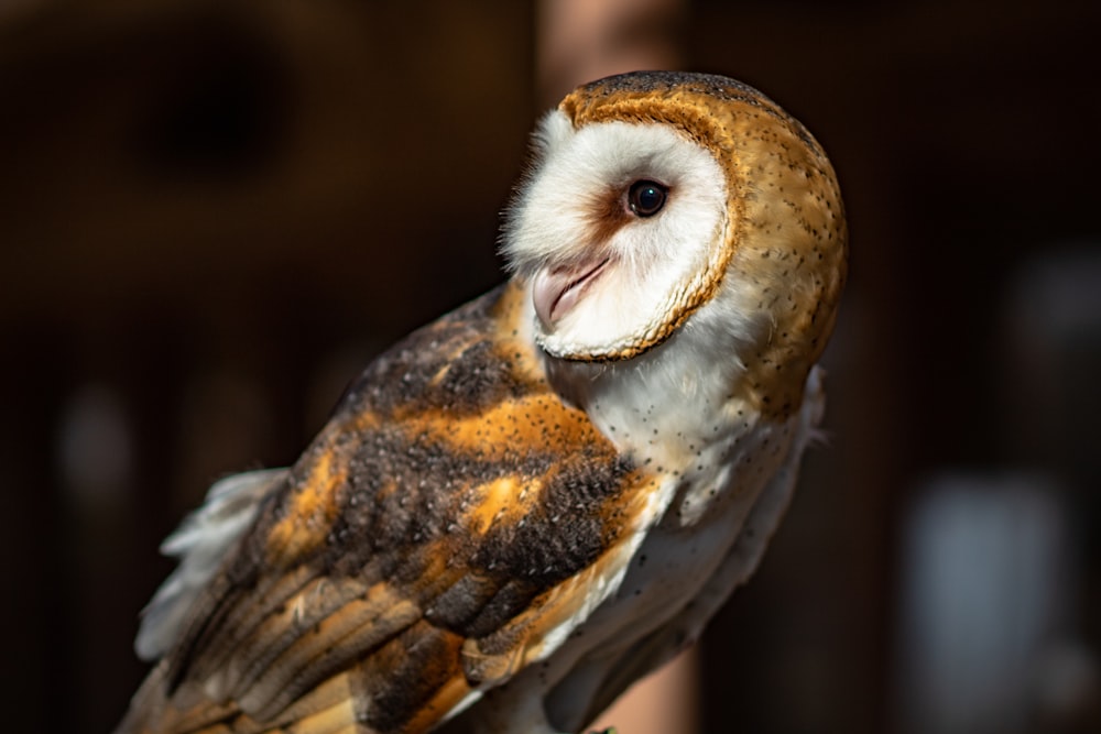 brown and black owl