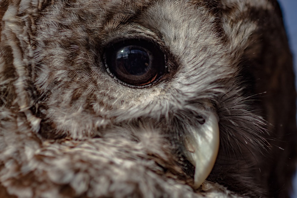 closeup photo of brown owl