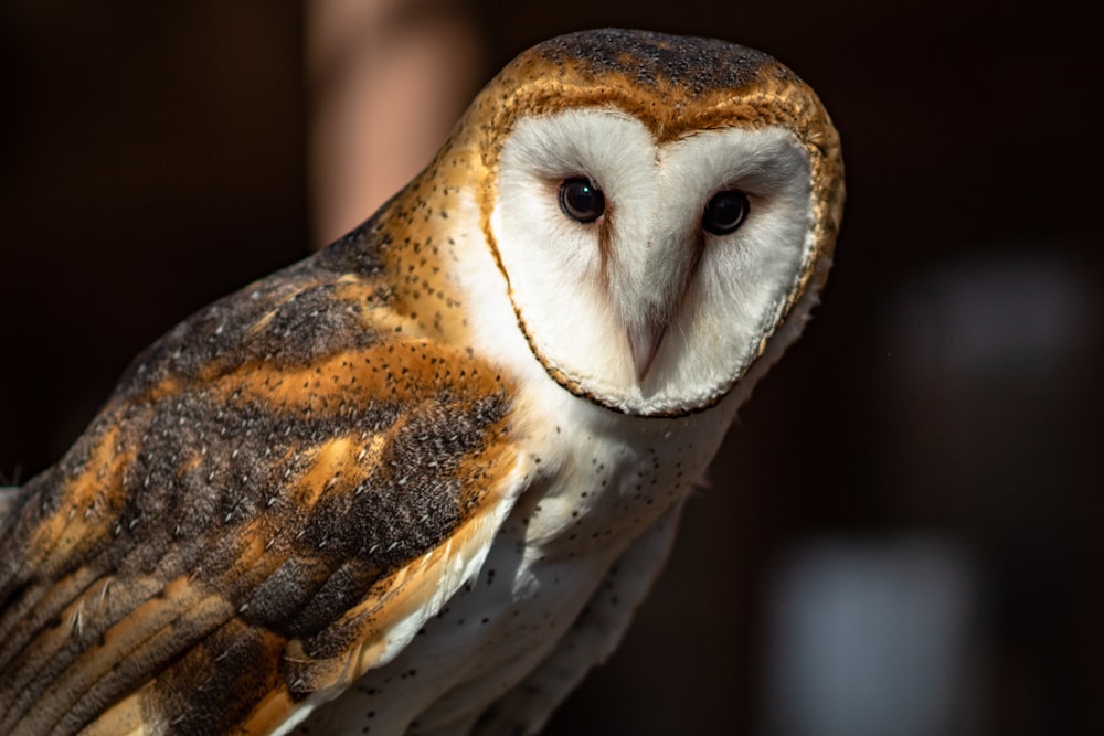 close-up of barn owl