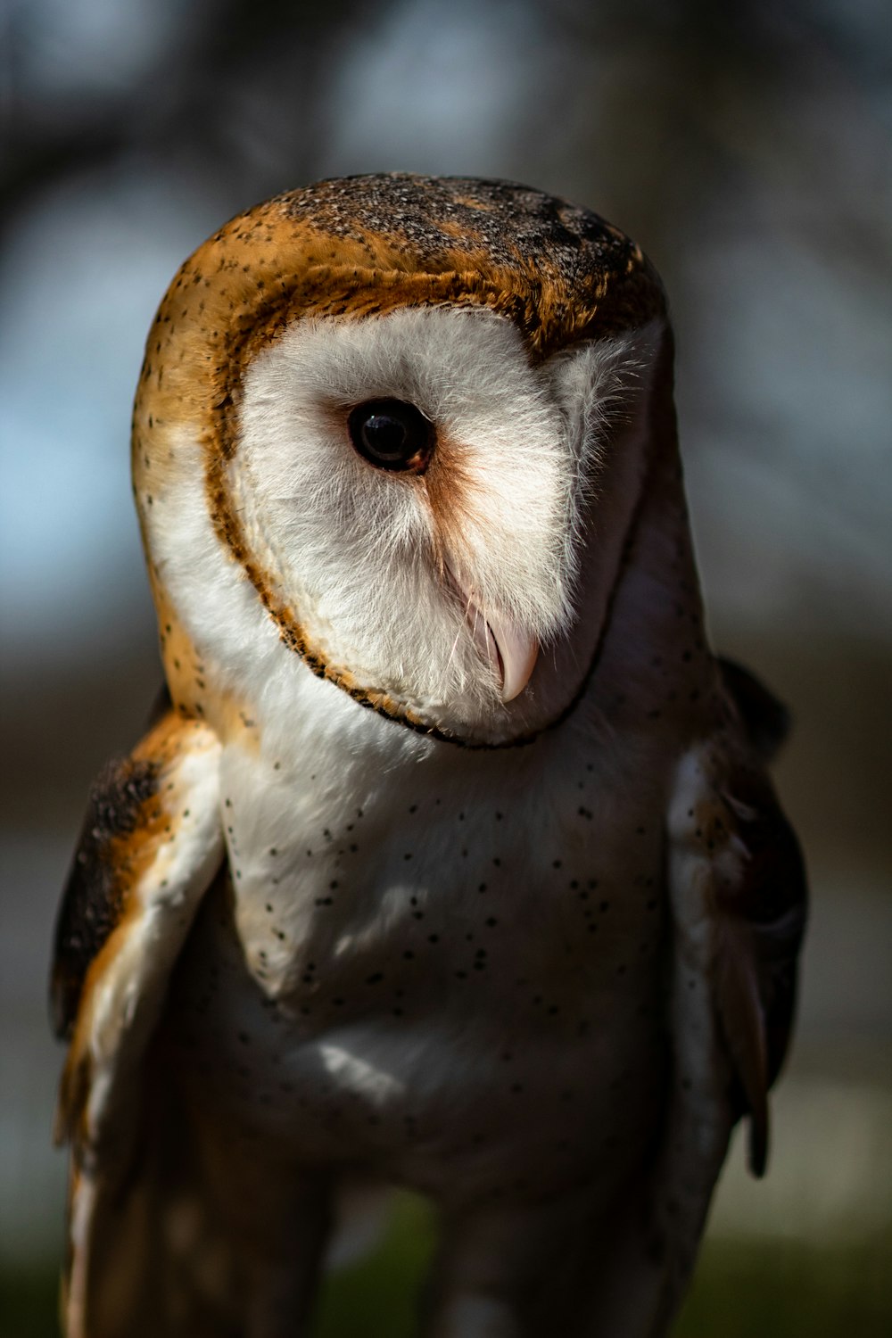 close-up of white and brown barn owl