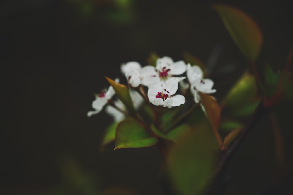 white flowers