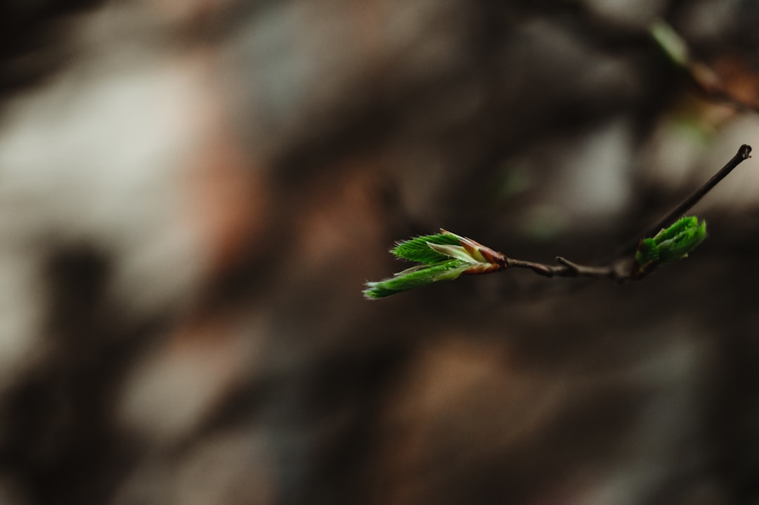 green leaves