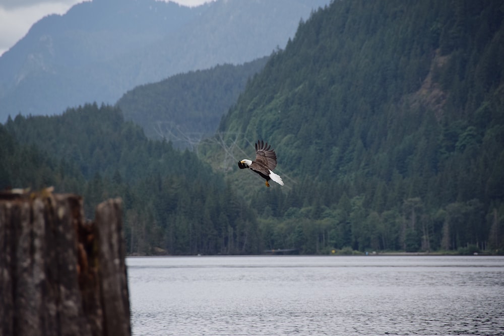 white and brown bird mid air