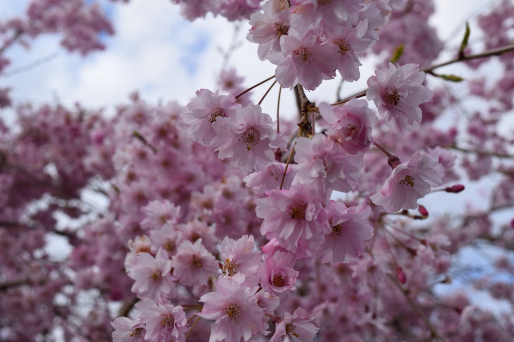 pink cluster flowers