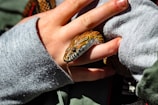 A person gently holding a snake with bare hands. The snake has a patterned, brown and black scaly skin and its tongue is visible flicking out. The person wears a grey long sleeve and their fingers are partially covered by the sleeve. The lighting appears bright, highlighting the texture of the snake's skin.