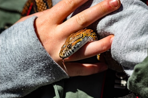 A person gently holding a snake with bare hands. The snake has a patterned, brown and black scaly skin and its tongue is visible flicking out. The person wears a grey long sleeve and their fingers are partially covered by the sleeve. The lighting appears bright, highlighting the texture of the snake's skin.