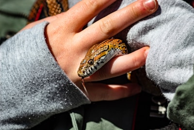 A person gently holding a snake with bare hands. The snake has a patterned, brown and black scaly skin and its tongue is visible flicking out. The person wears a grey long sleeve and their fingers are partially covered by the sleeve. The lighting appears bright, highlighting the texture of the snake's skin.