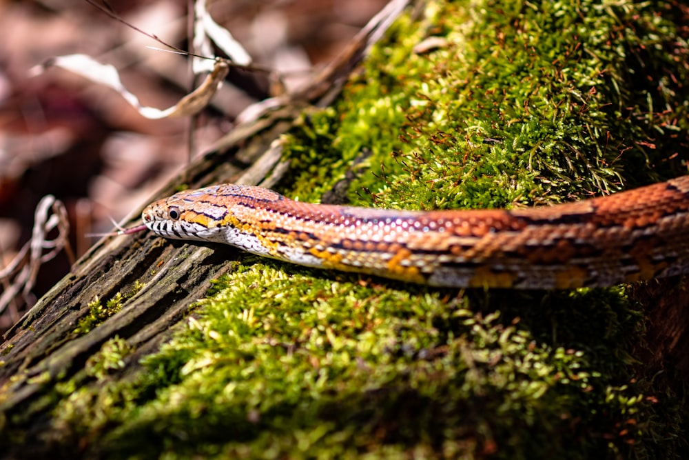 close-up of brown snake