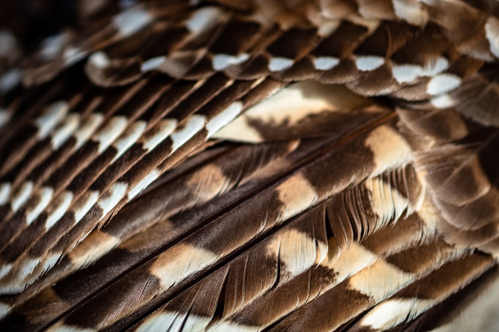 Un primer plano de las plumas de un ave marrón y blanca