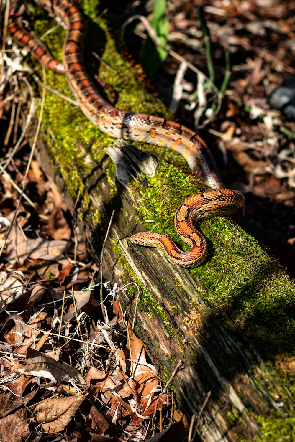 brown and red snake on fallen tree with moss