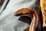 brown snake