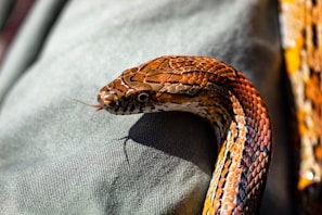 brown snake
