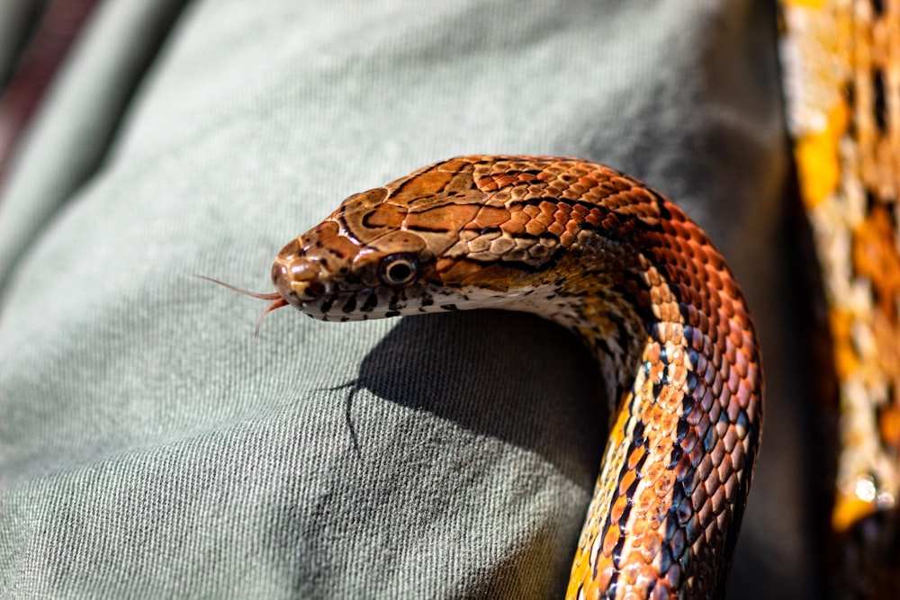 serpent brun