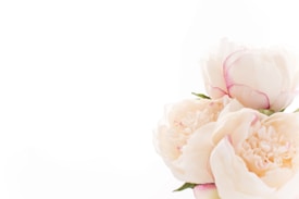 Delicate white peonies with soft pink edges against a minimalist white background create a sense of purity and elegance.