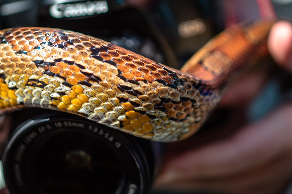 yellow and brown snake