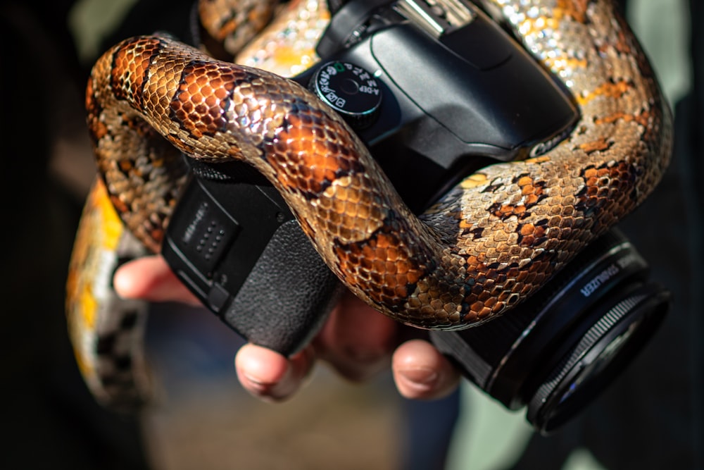 close-up of black Canon DSLR camera and snake