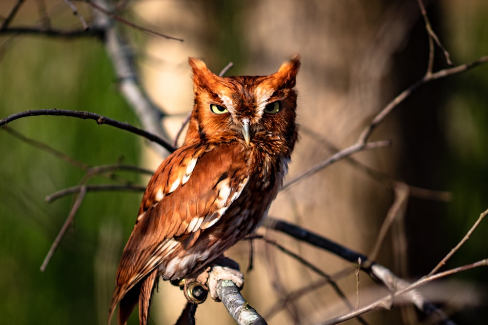 brown owl