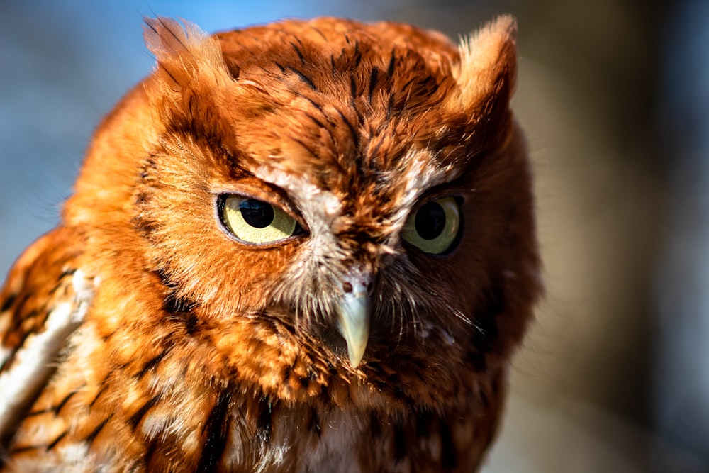 selective focus photography of brown owl