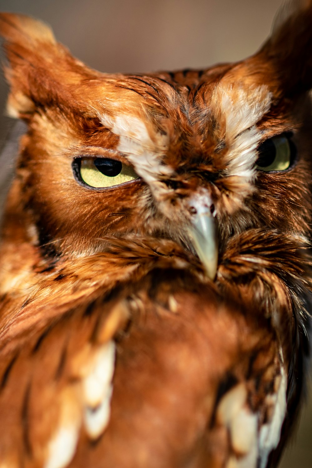 photo de mise au point sélective de hibou brun