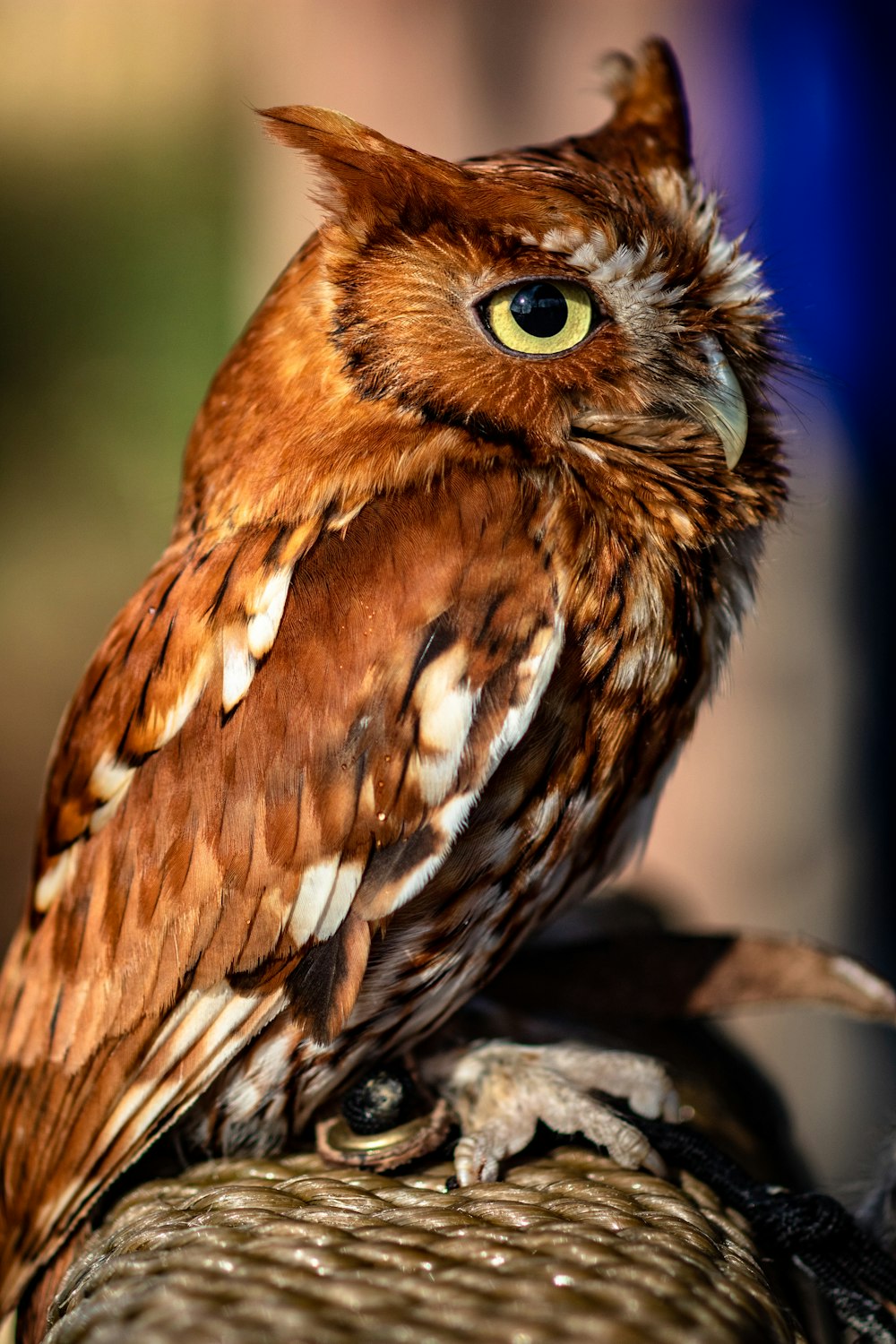 selective focus photography of brown owl