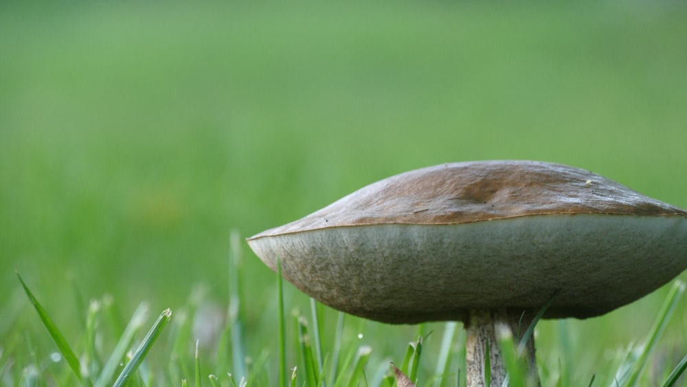 selective focus photography of brown mushroom