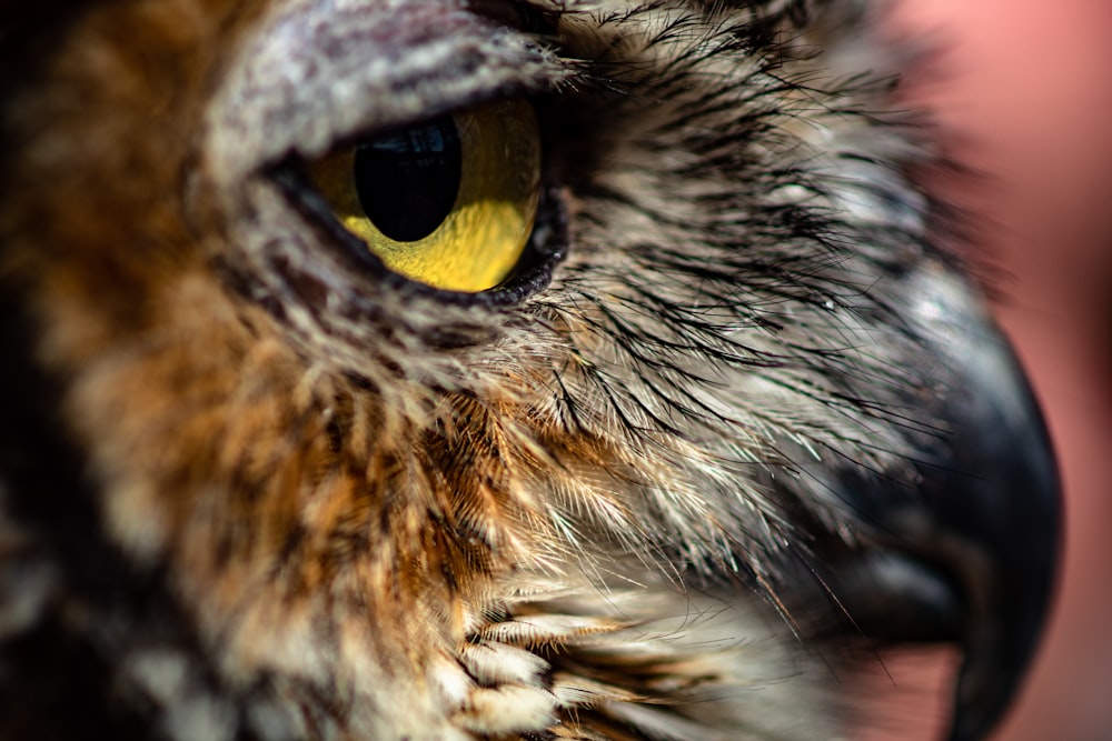 brown portrait of owl