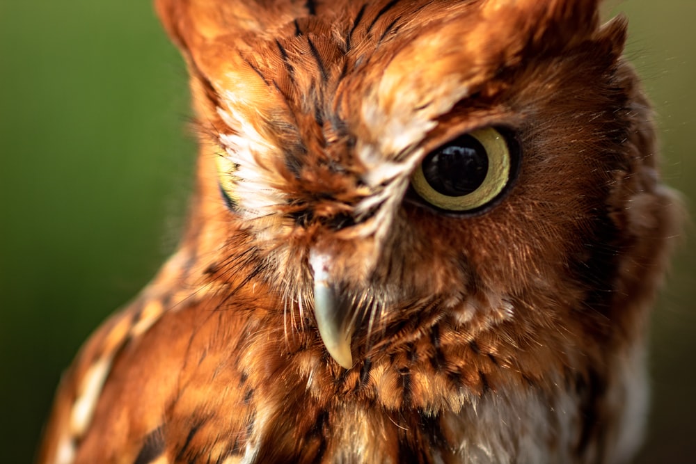 selective focus photo of brown owl