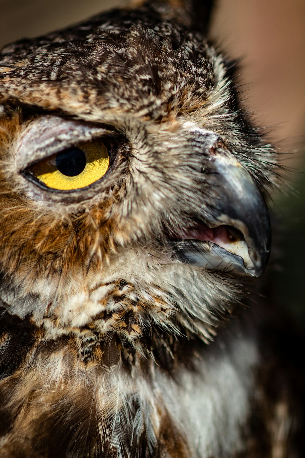 closeup photo of brown owl