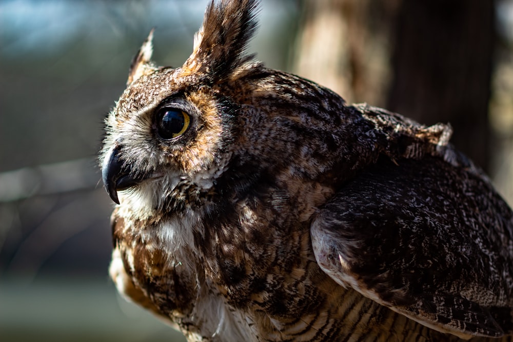 close-up of brown owl