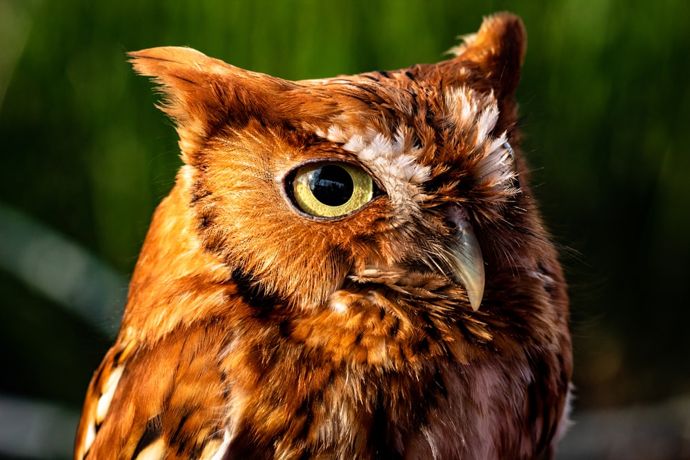 brown owl