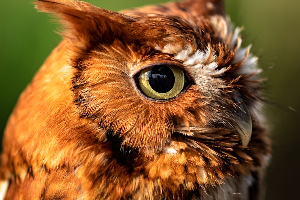 brown and white owl photography