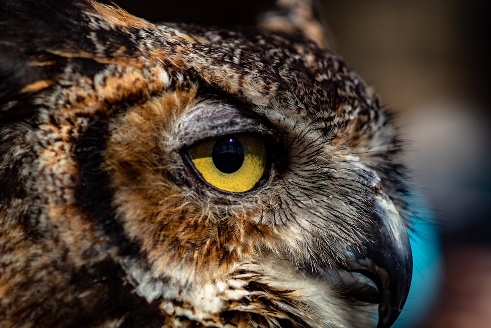 Great Horned Owl Pictures Download Free Images On Unsplash