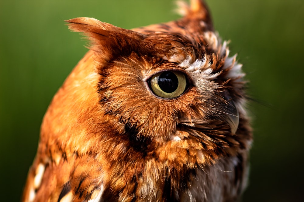 close-up photography of brown owl