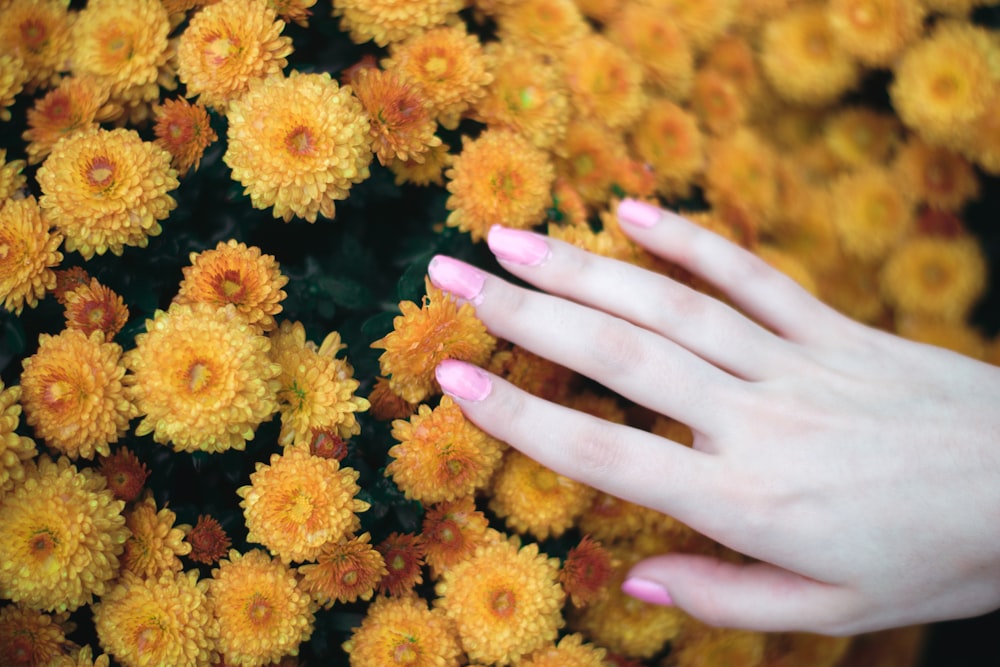 person holding flowers