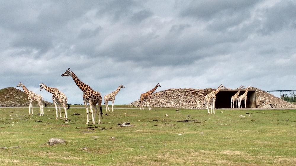 giraffes on grass field under cloudy sky