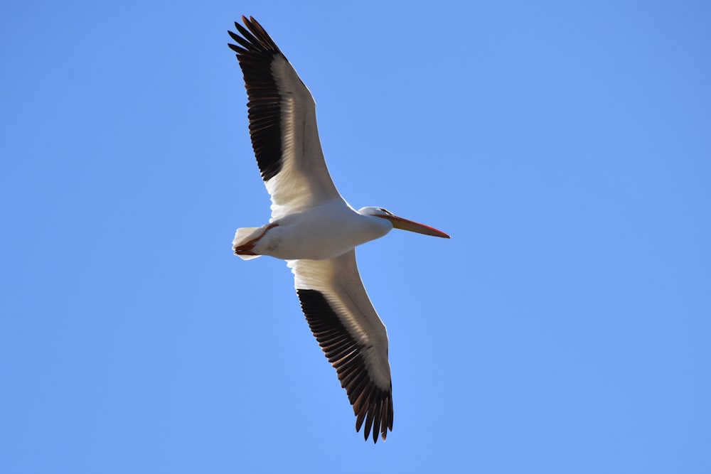 flying white and black Seagull during daytime