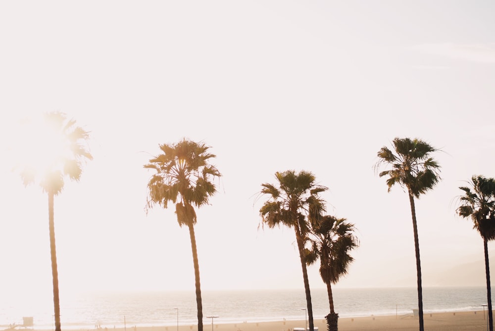 green palm trees near body of water