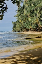 green palm trees nearby seashores