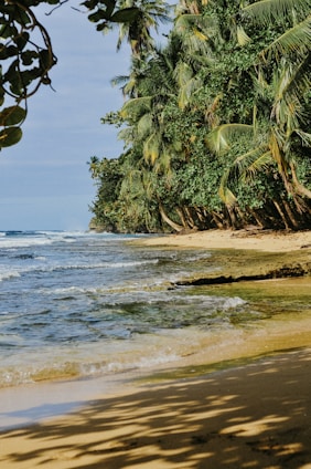 green palm trees nearby seashores