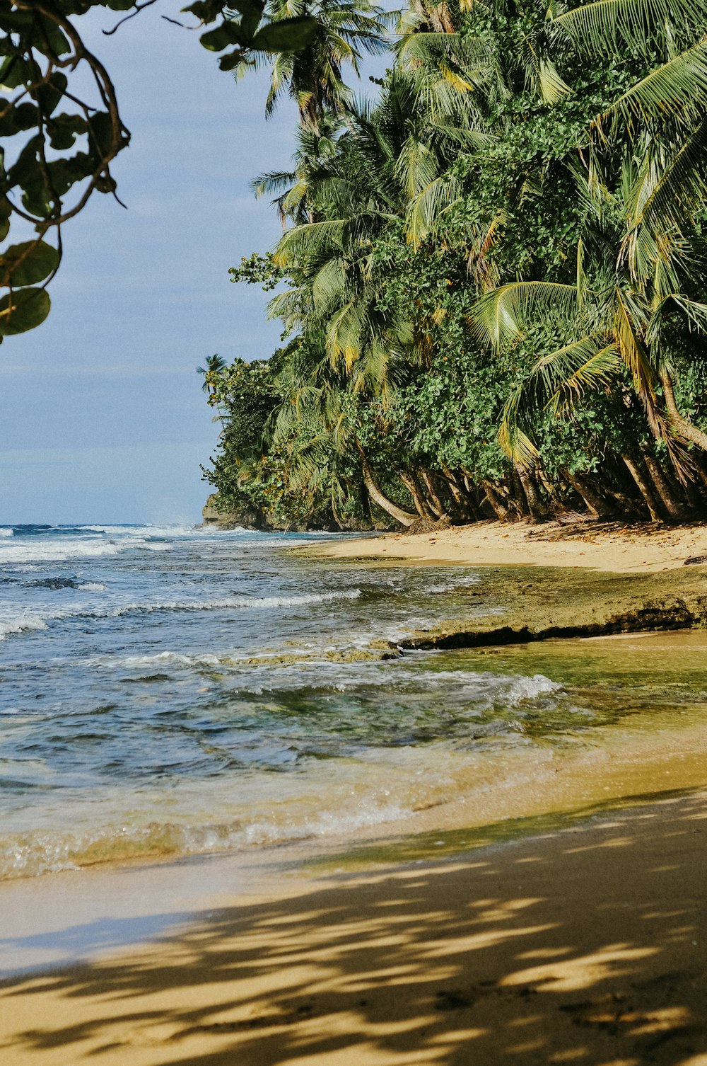 green palm trees nearby seashores