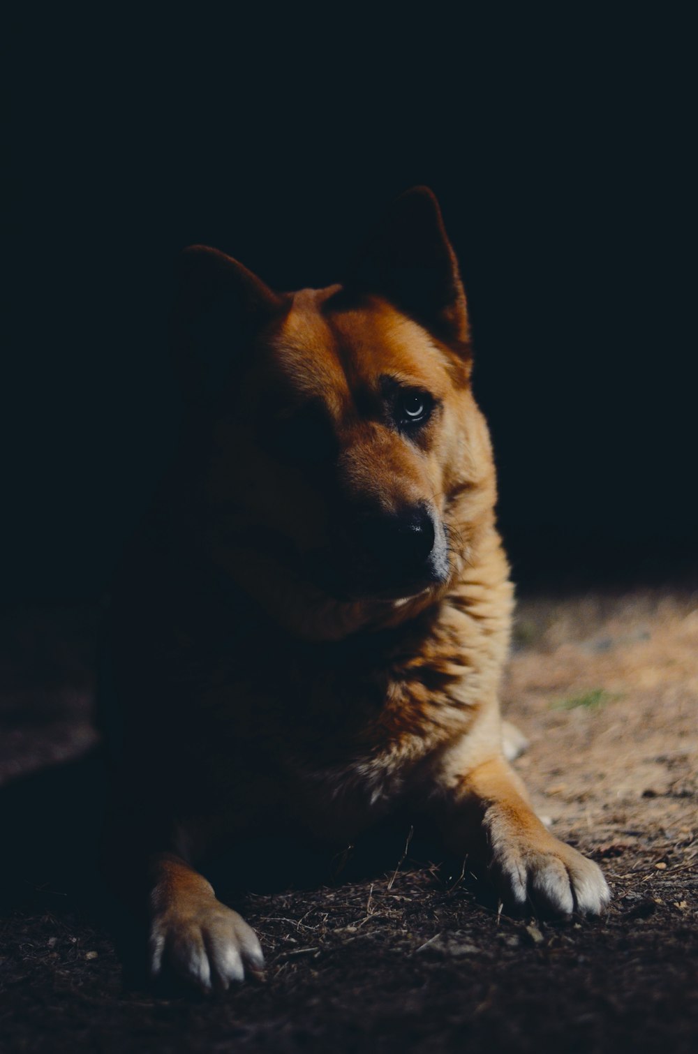 Brauner Hund mit kurzem Mantel in Nahaufnahme