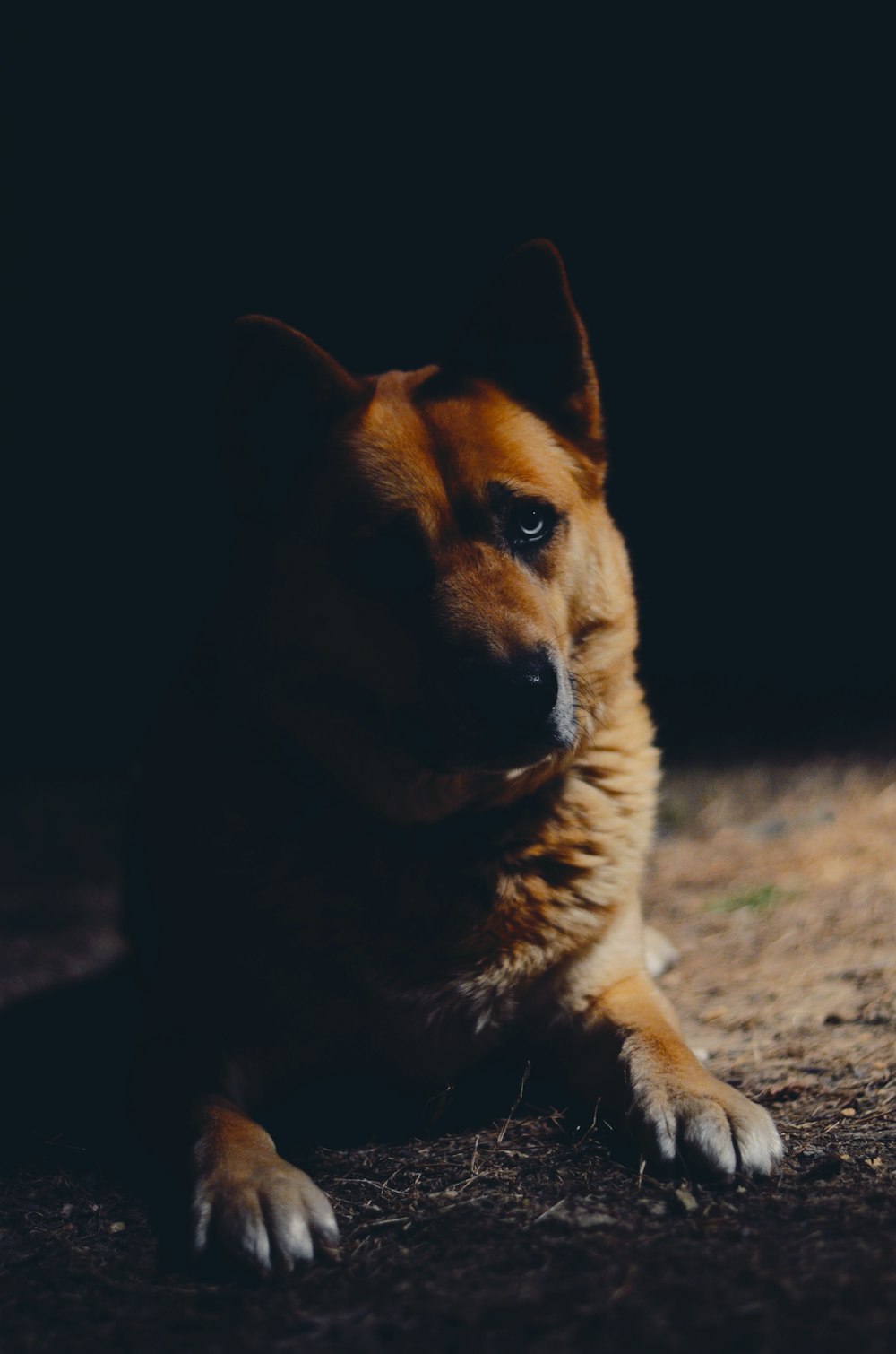 short-coat brown dog in close-up photography