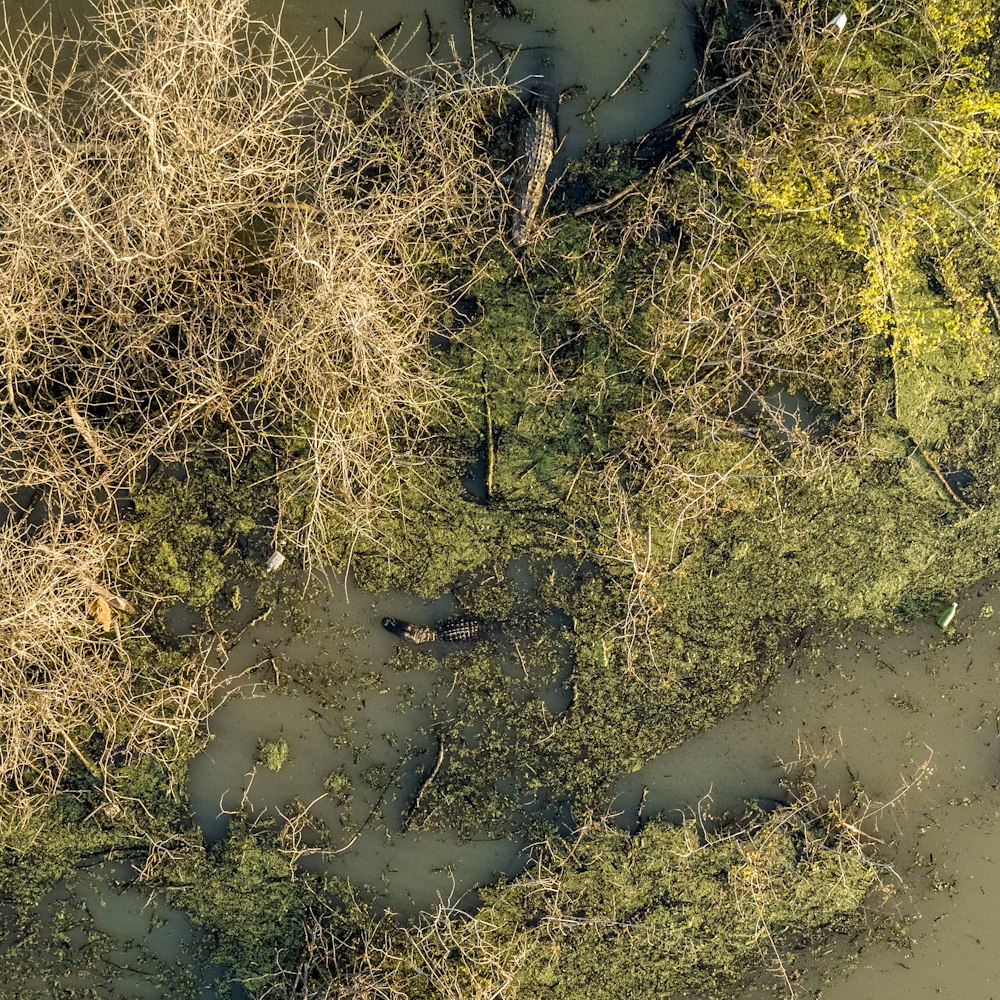 an aerial view of a swampy area with water and trees