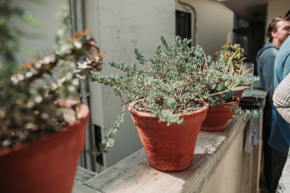 green-leafed plants