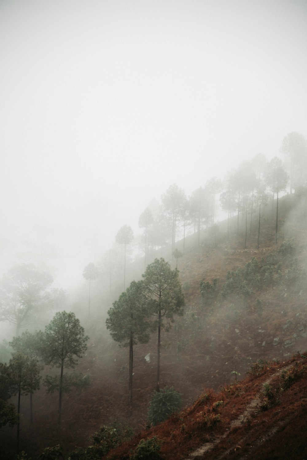 trees on hill with fog