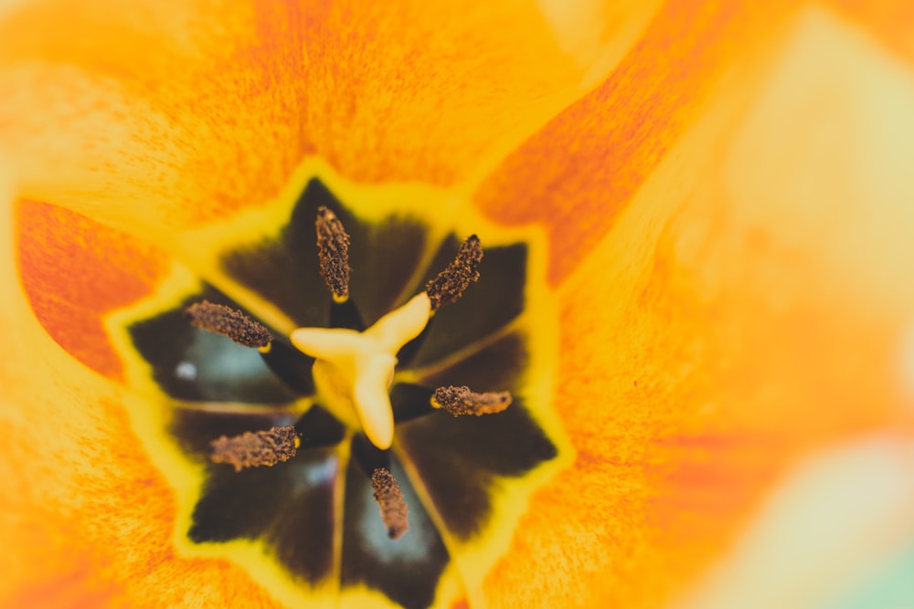 orange and black petaled flower close-up photography