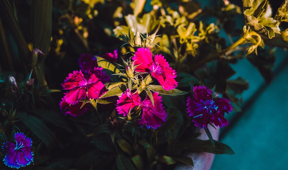 pink-petaled flowers in macro photography