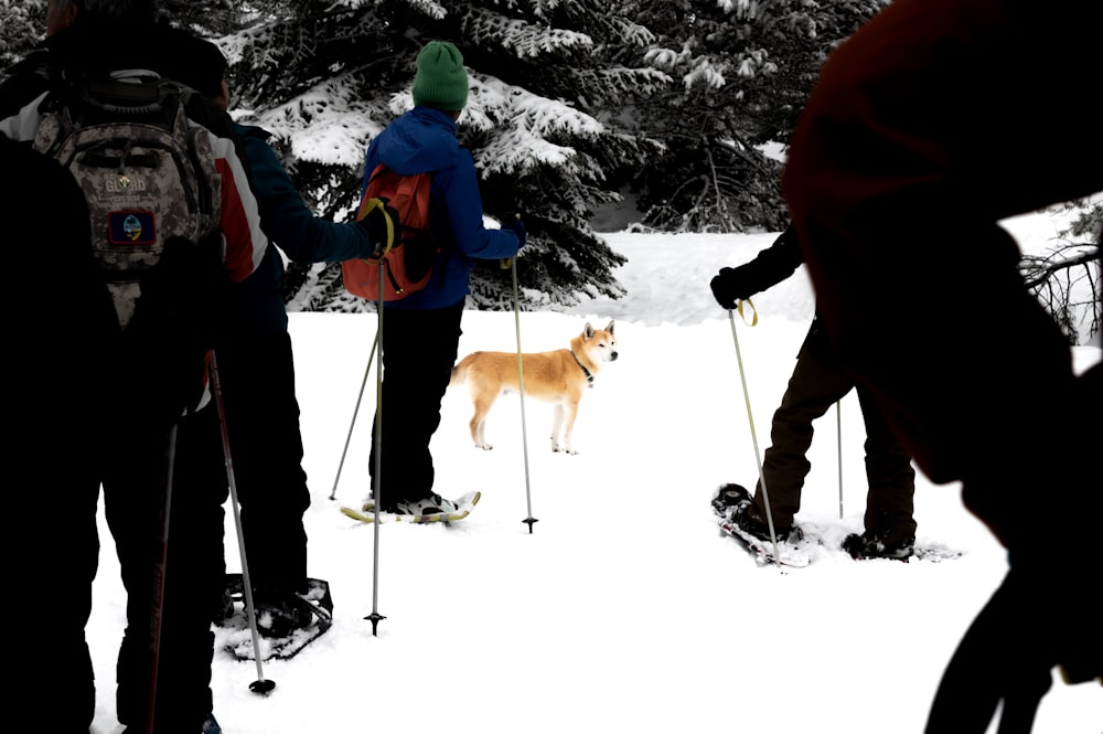 people skiing with brown dog during daytime
