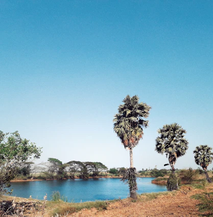 A spacious plot of land with palm trees and a clear blue sky in Trat province.