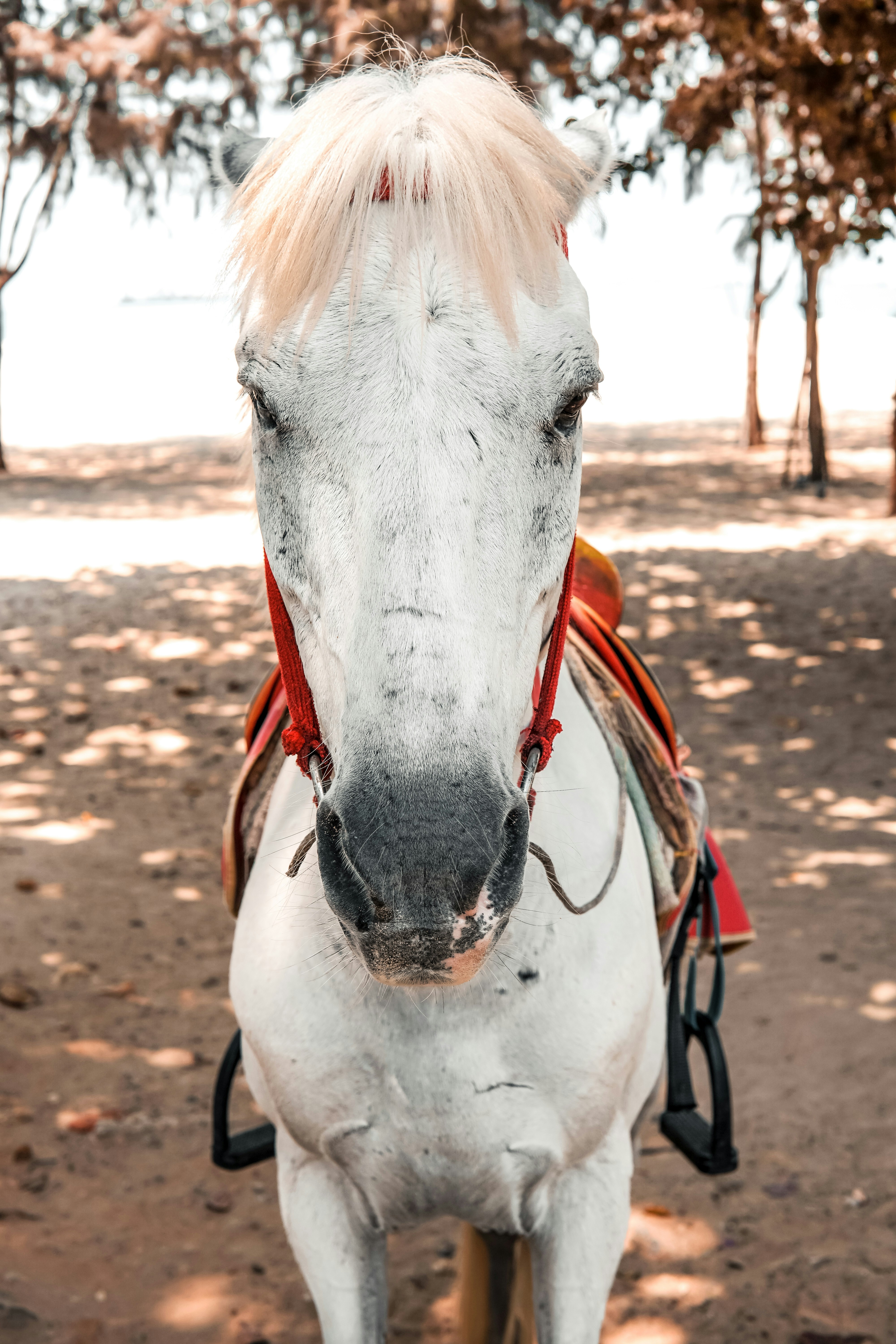 white horse on field